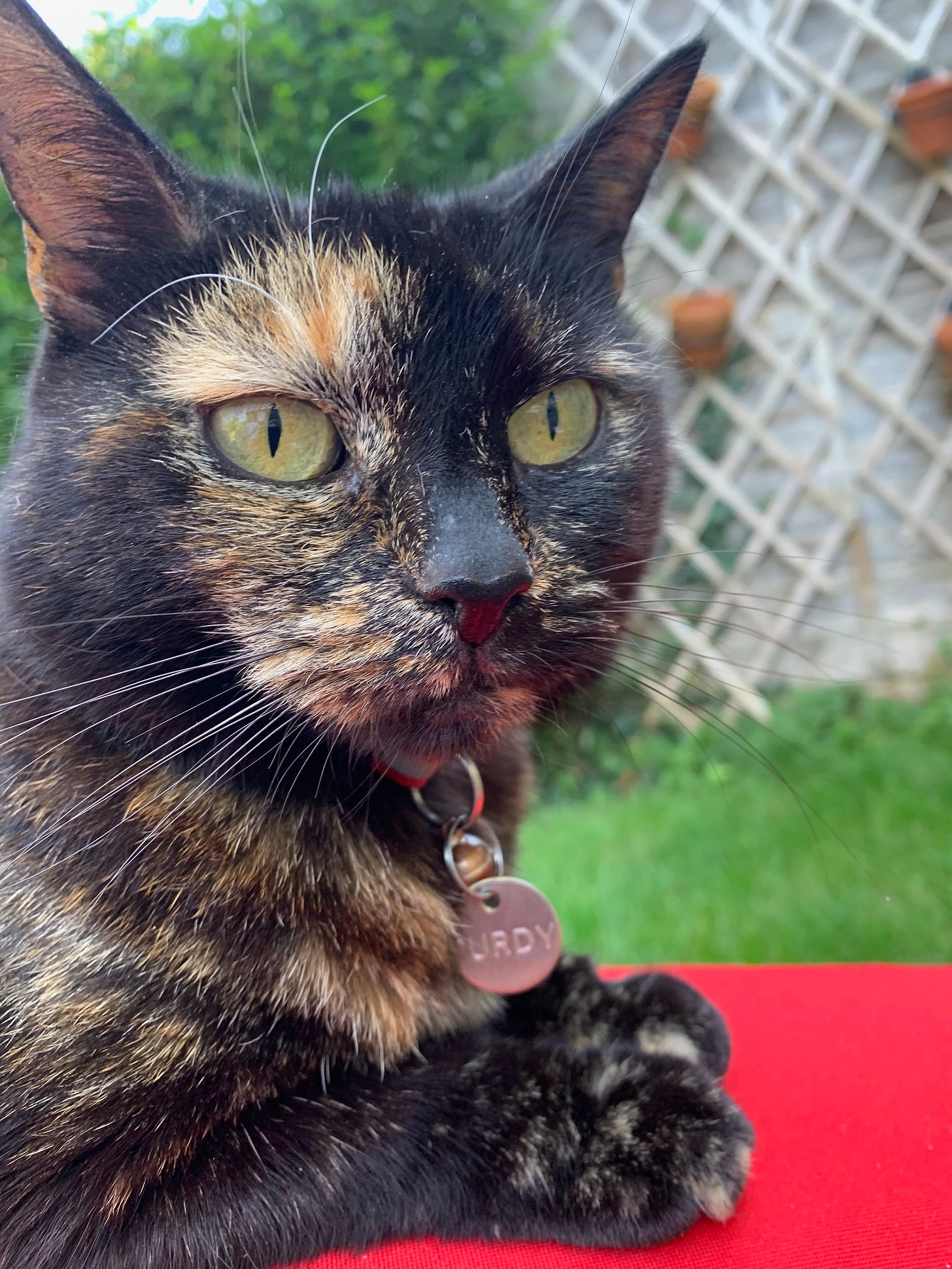 Purdy, tortoiseshell cat, sat on a cushion outside posing for the camera.