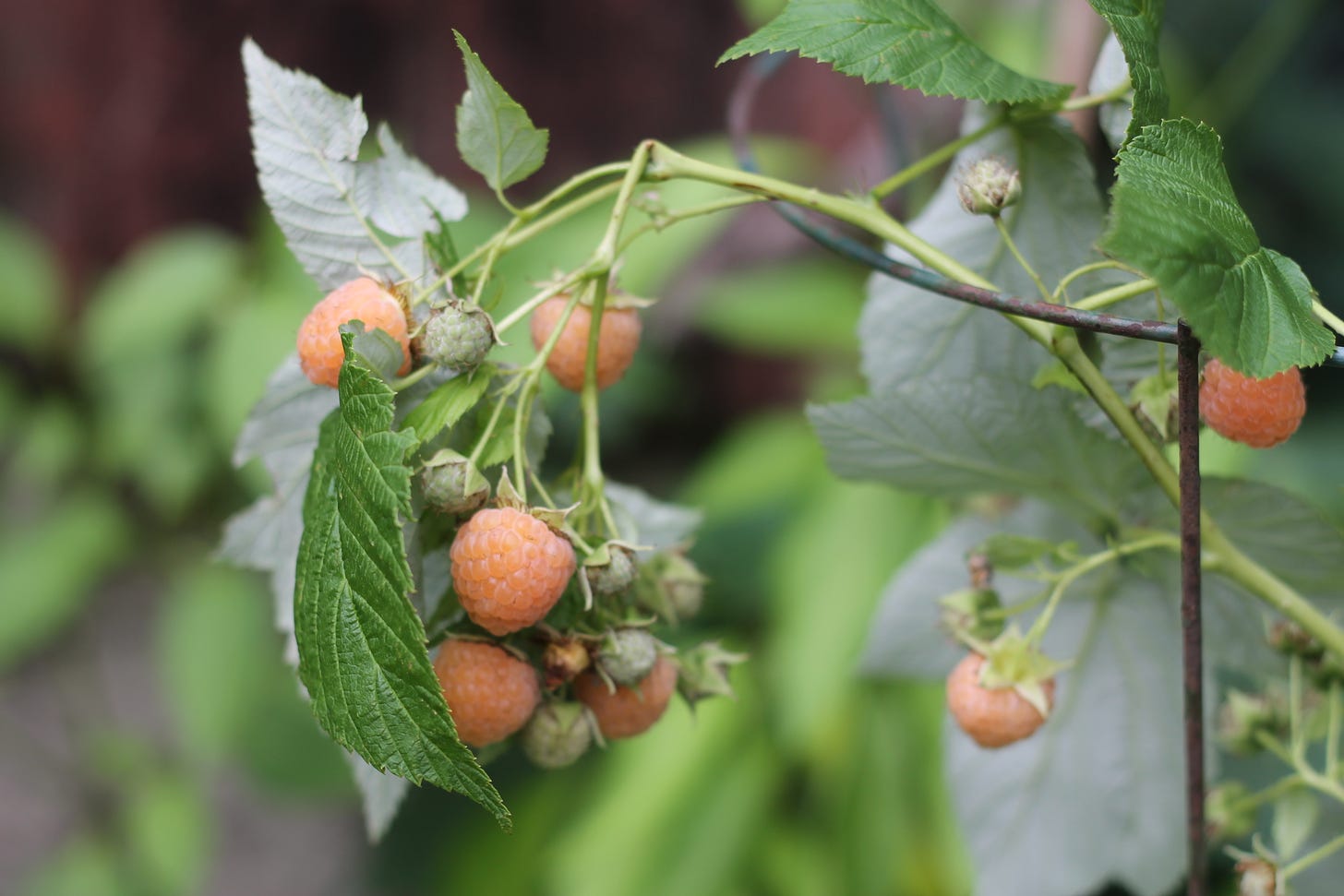 Closeup of peach coloured raspberries growing on the plant. Some raspberries are still small and green and not yet ripe. 