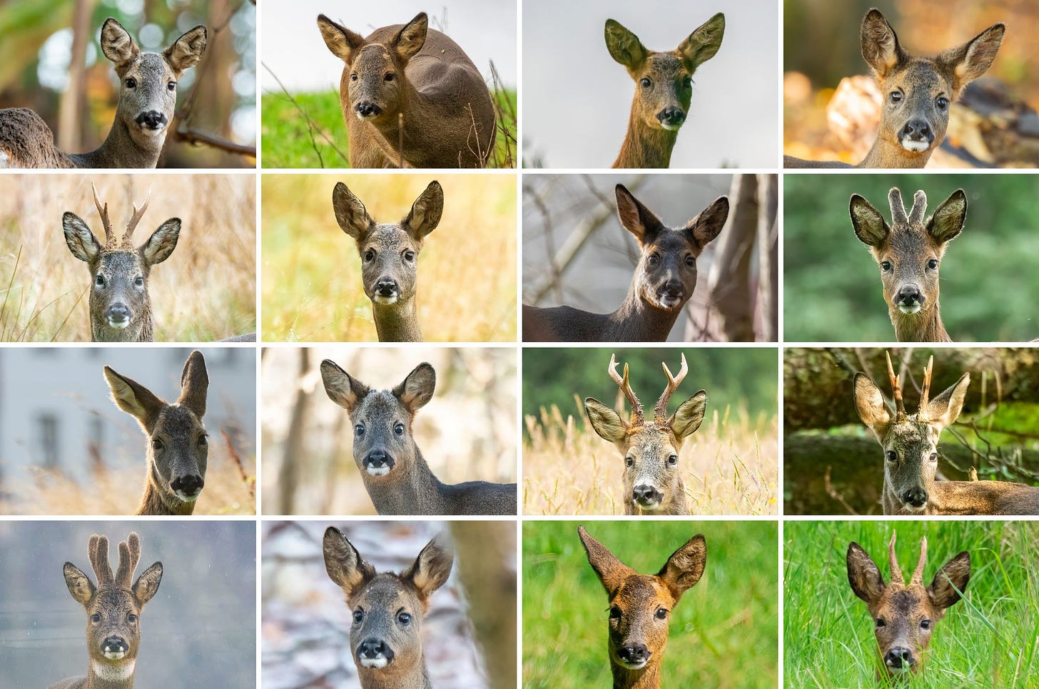 Grid showing sixteen roe deer portrait photos