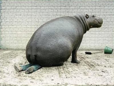 Hippo Sittin on a man | Oscar | Flickr