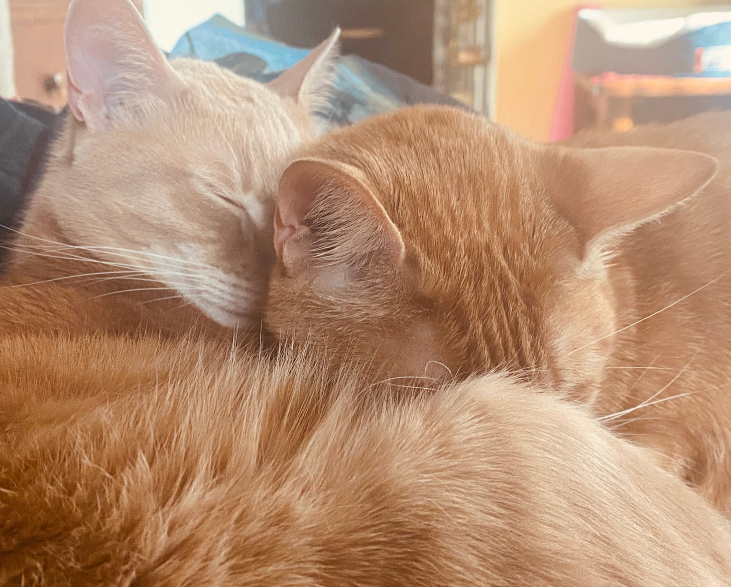 Two ginger cats snuggling