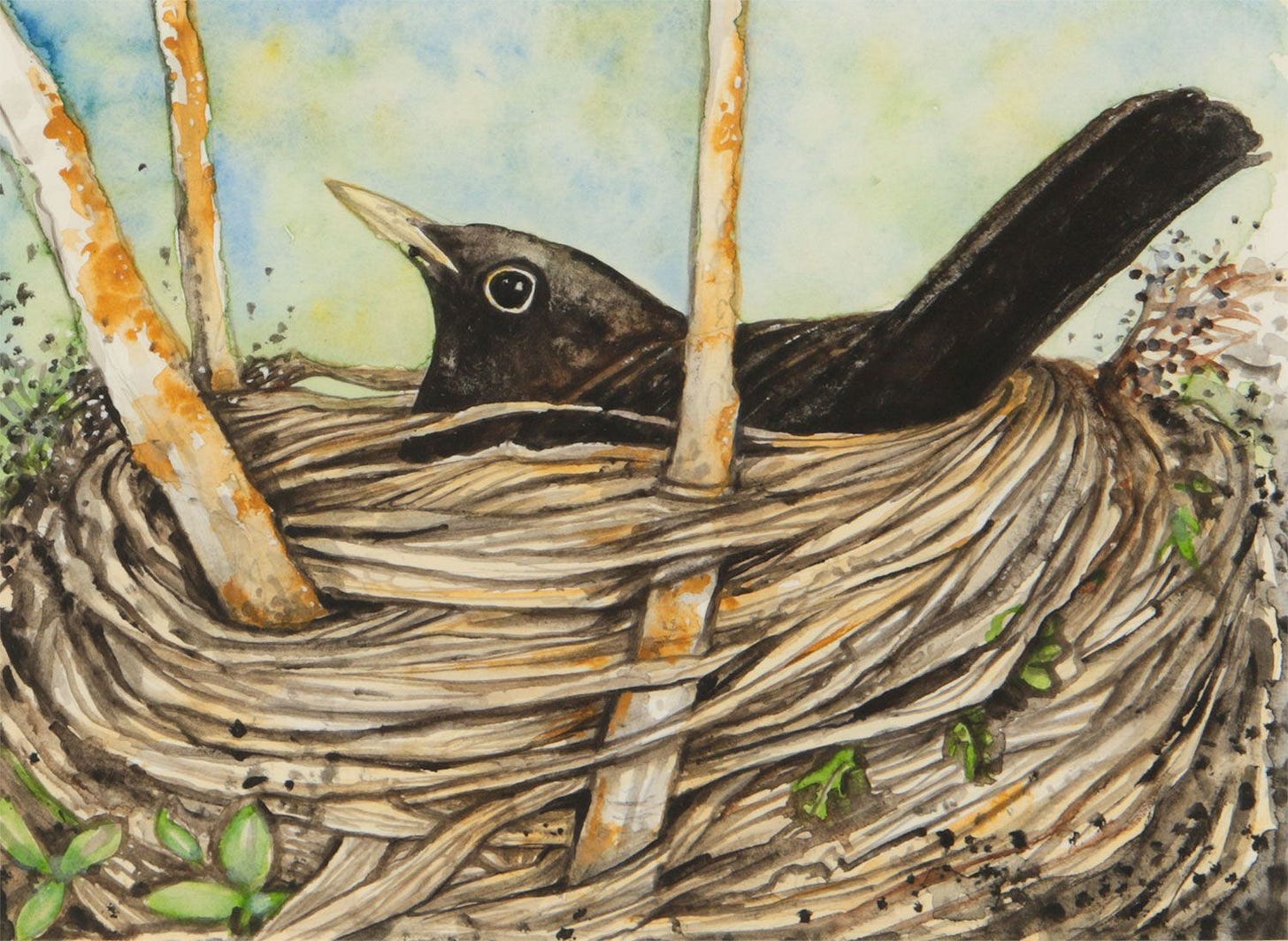NESTING BLACKBIRD by Betty Christie