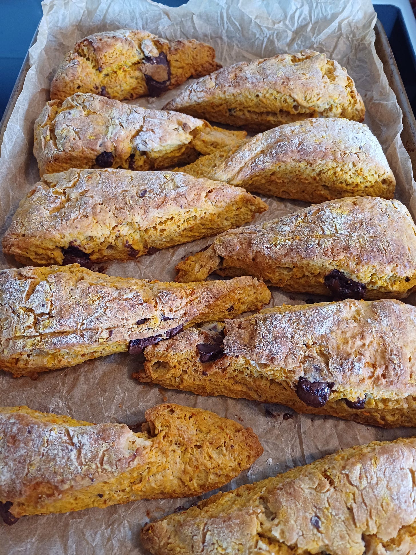 A row of triangular scones on a baking tray, slightly orange, studded with dark chocolate and dusted with flour.