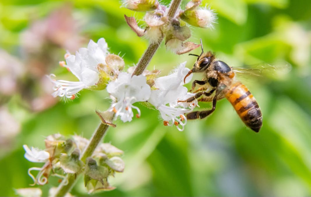 Photo : hybride Apis mellifera scutellata - Carlos Eduardo Joos, licence selon les termes du cc-by-2.0