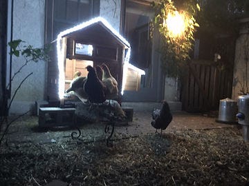 Chicken coop lighting