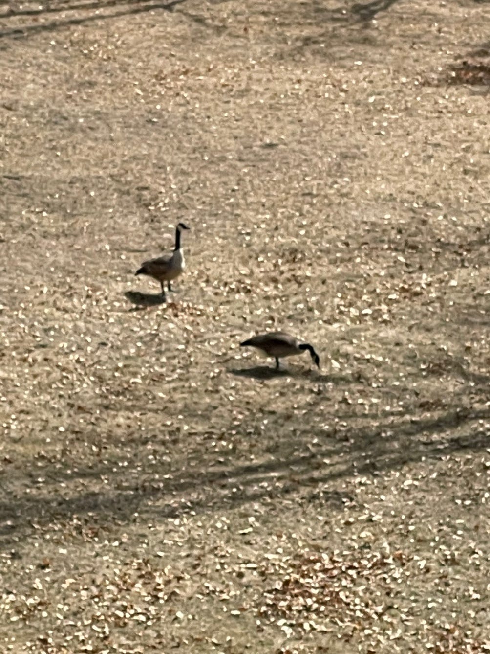 A pair of geese walking on the ground

Description automatically generated