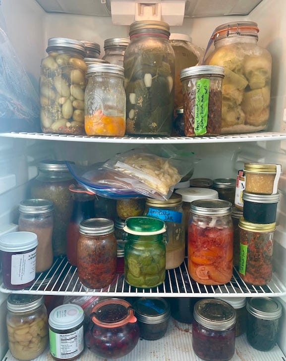 Looking in on three refrigerator shelves, each holding many jars in all sizes with fermented vegetables and fruit. Also some with miso and amazake. 