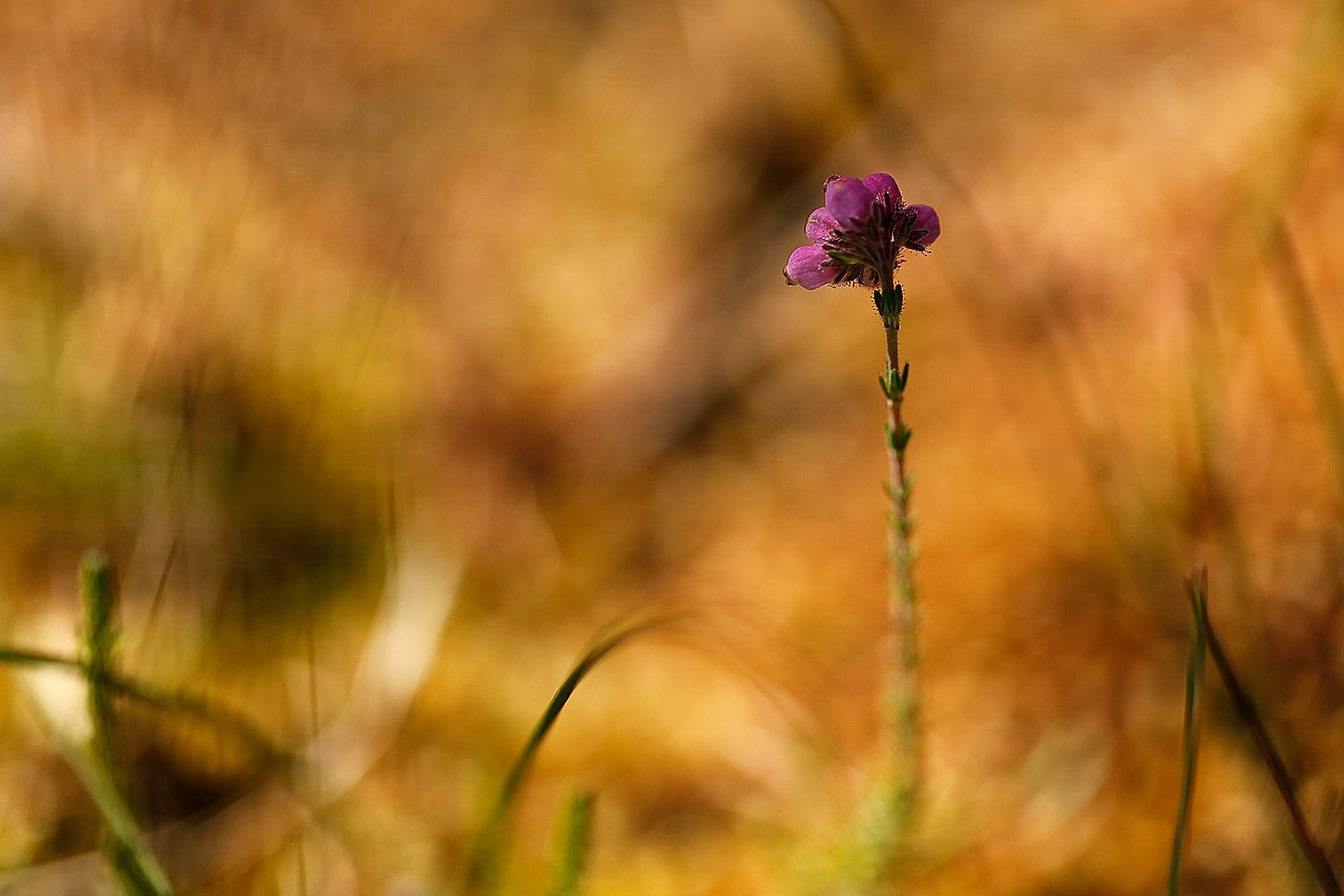 A purple-pink flower spike of cross-leaved heath (Erica tetralix) seen against the gold of the moss (lowland raided bog).