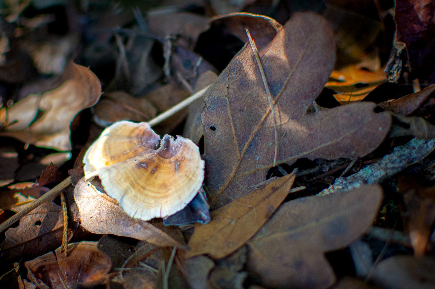 a white and brownish circular fungi laying in a pile of leaves with the sun spotlighting it