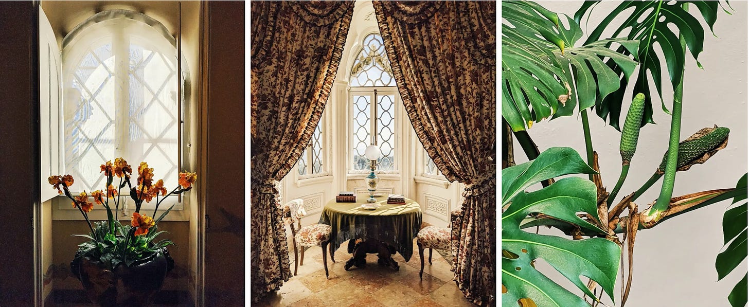 Three images side by side. The first depicts a massive pot of flowers illuminated by the window behind it. The second shows a small table with two ornate chairs in a window, framed by thick luxurious curtains. The final image is a Monstera plant, bearing fruit.