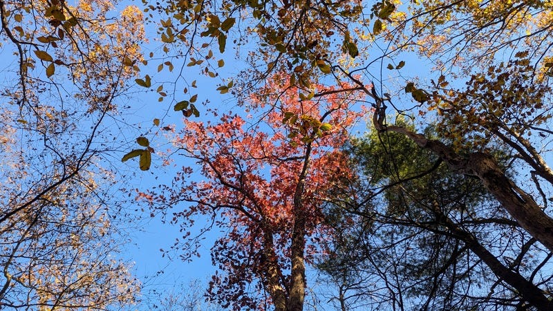 Looking up into the trees with fall colored leaves and clear sky above