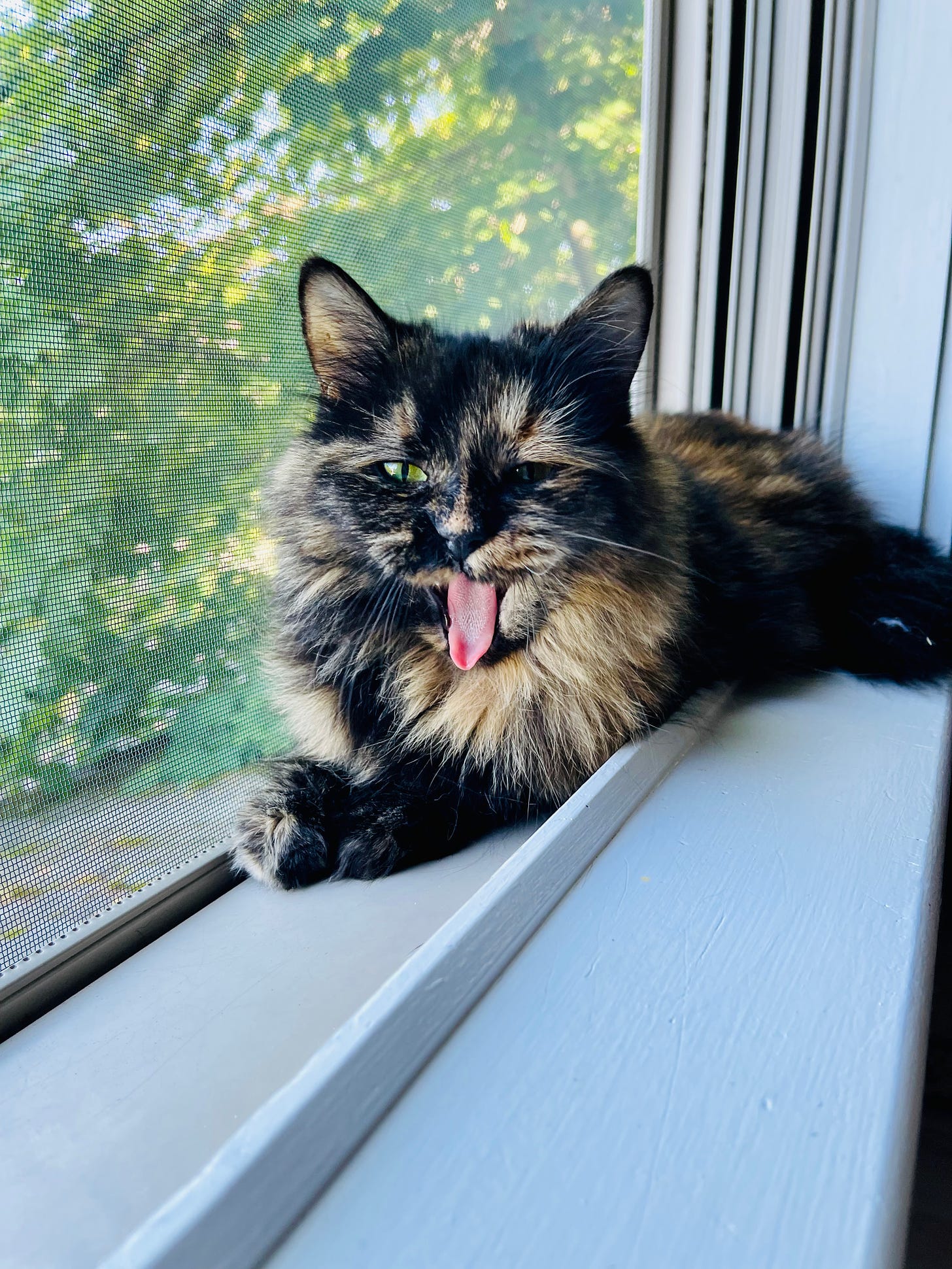 cat in a windowsill with her mouth open, tongue out