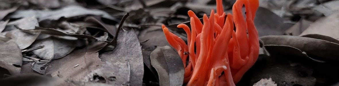 image of leaf litter in grey tone with a bright orange fungi erupting out of the ground