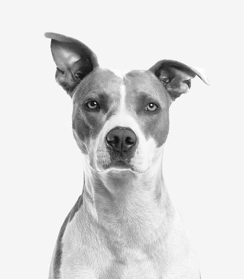 Free Closeup Photo of Short-coated White and Gray Dog Stock Photo