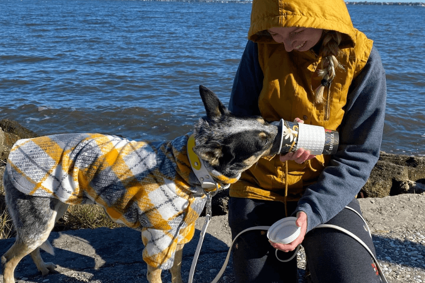 Scout the Australian cattle dog wearing a yellow and grey sweater while licking her owner's empty coffee cup at the Eau Gallie Pier in the Eau Gallie Arts District in Florida