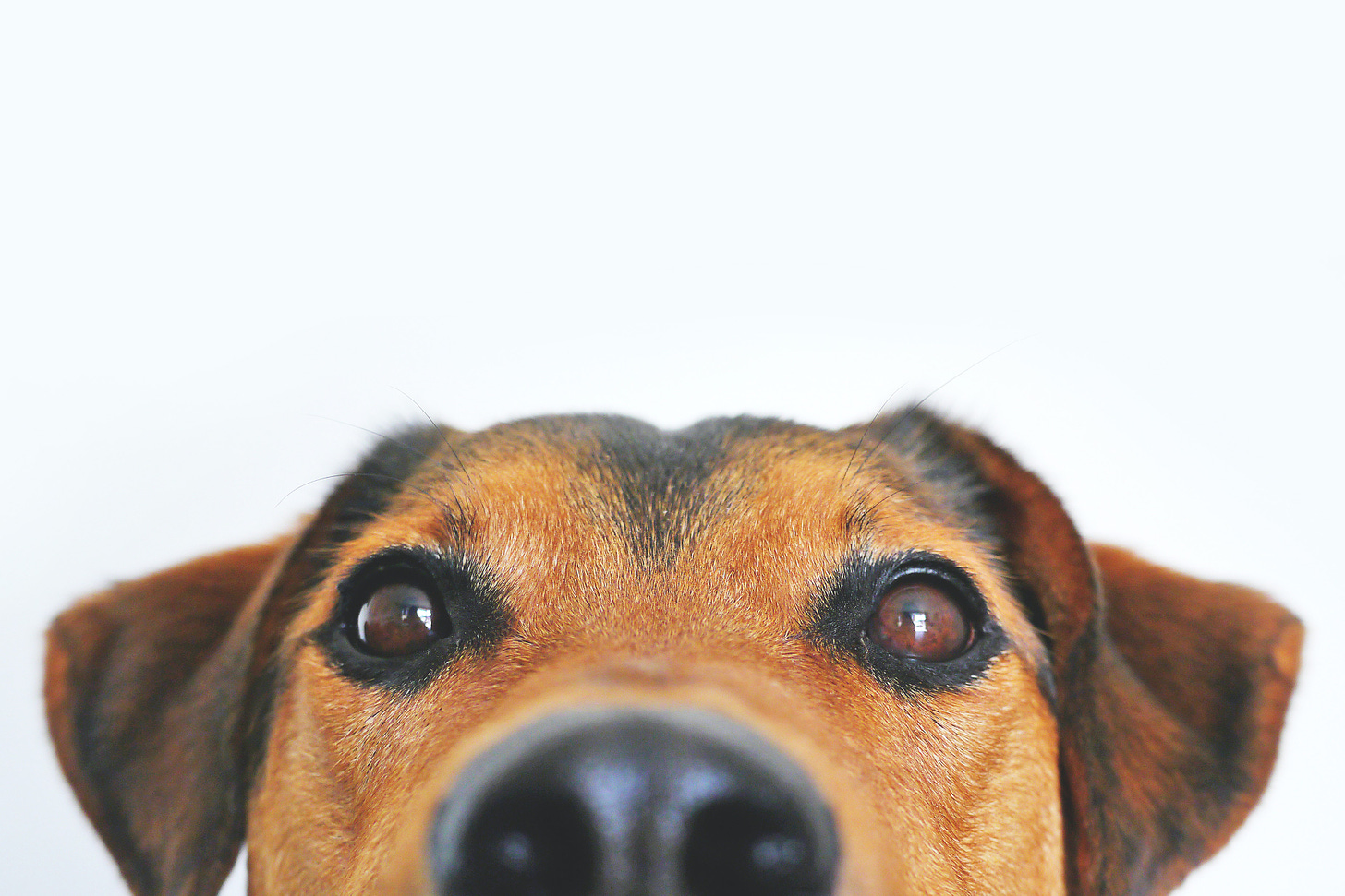 On a white background A black and brown dog with floppy ears poking it’s nose in the camera.