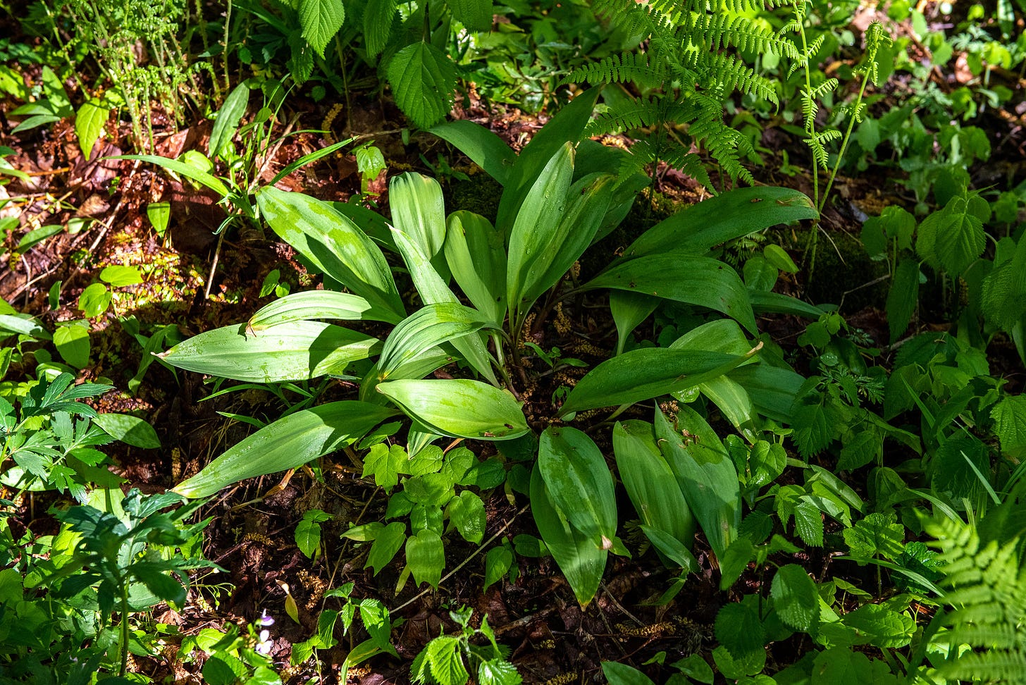 ID: A ring of ramps growing on a forest floor.