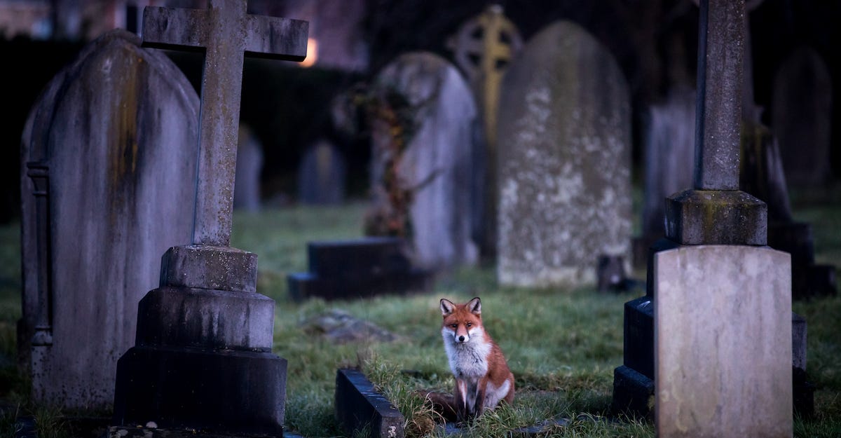 Una volpe tra le tombe del cimitero di Bath in Gran Bretagna. 10 gennaio 2018 (Matt Cardy/Getty Images)