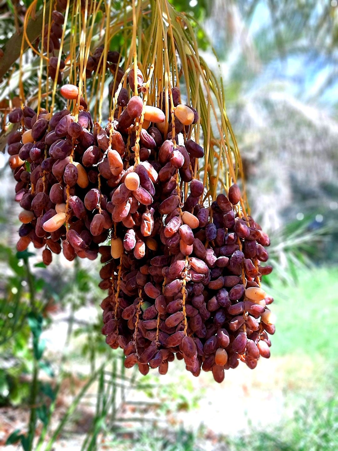 a bunch of fruit hanging from a tree