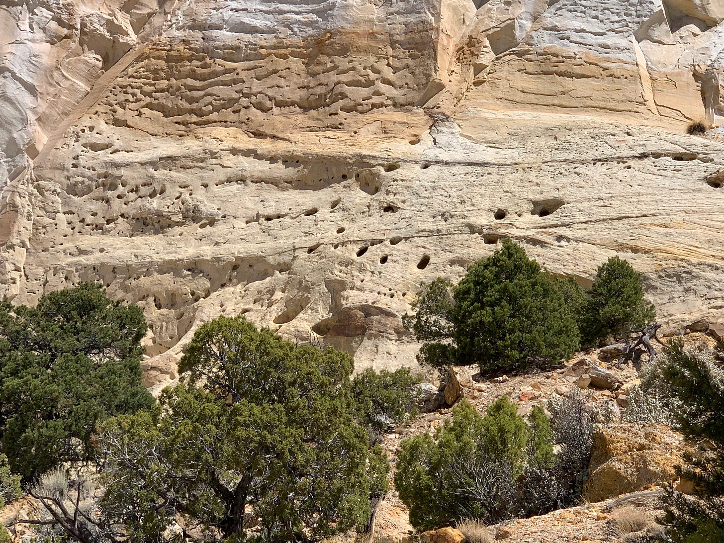 A close-up of a vanilla-colored, pockmarked cliff face along a road leading into the Grand Staircase-Escalante Monument.