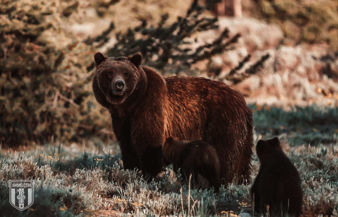 Image of a Bear