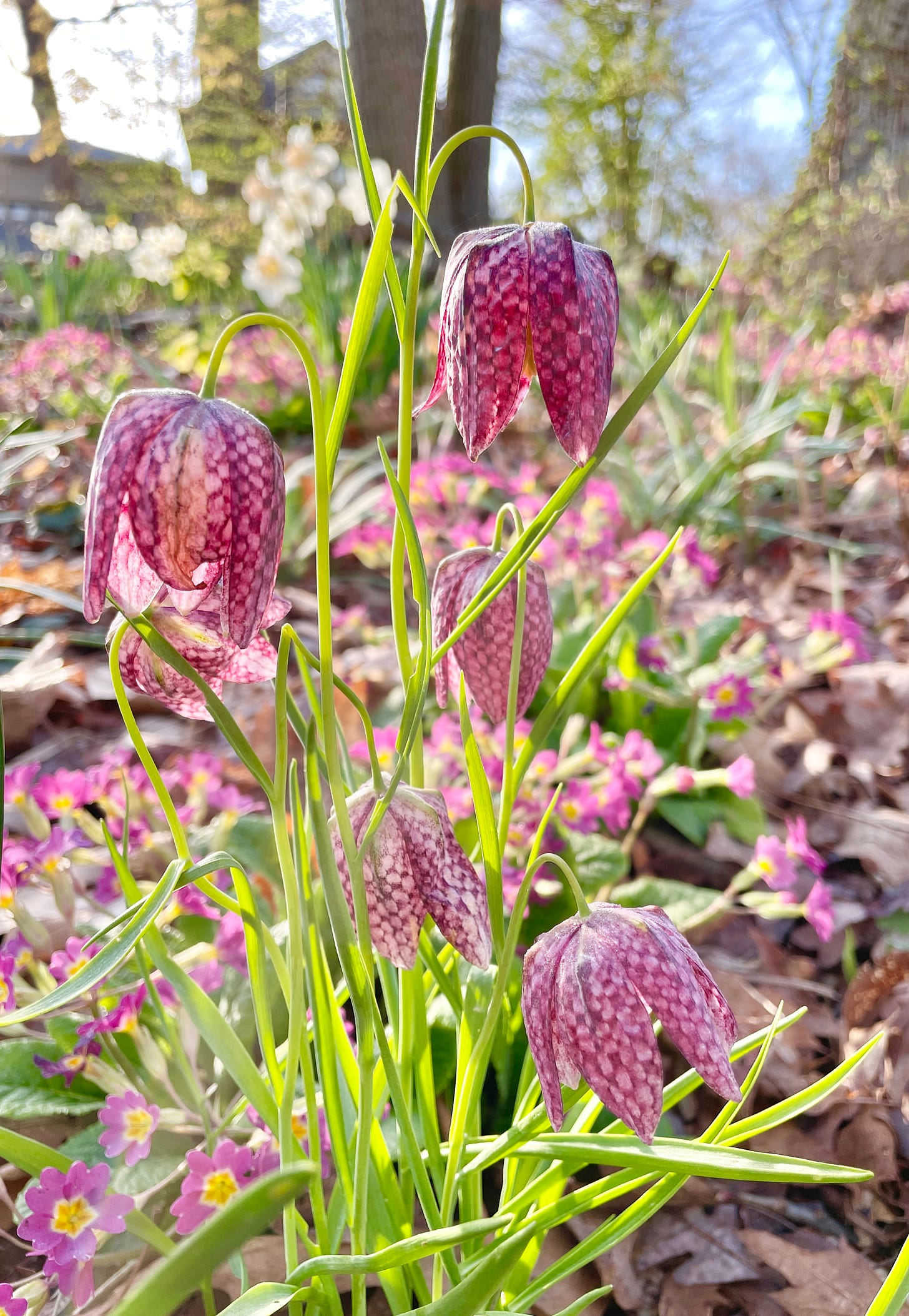 Fritillaria meleagris, pink Primula and Narcissus in the Spring Bed at Havenwood this week.