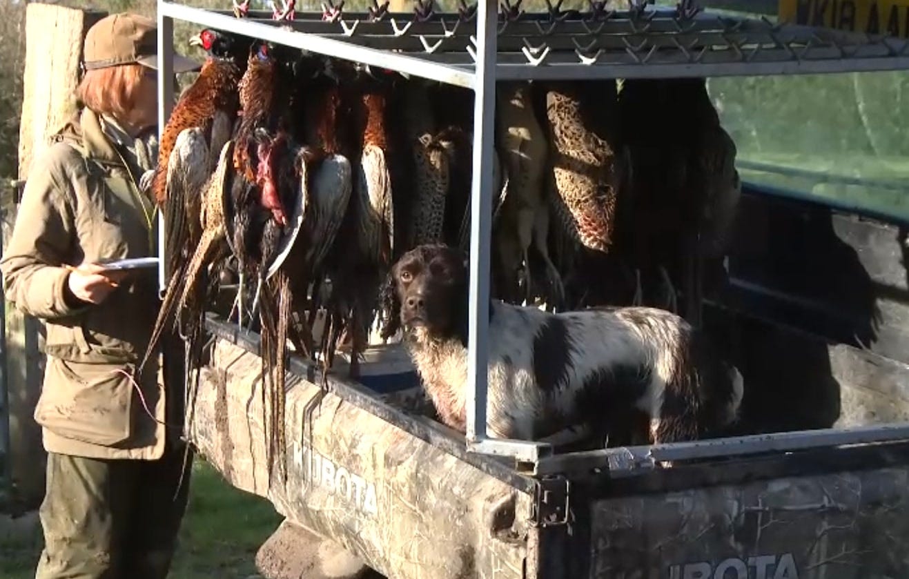 Dead pheasants Cornwood shoot