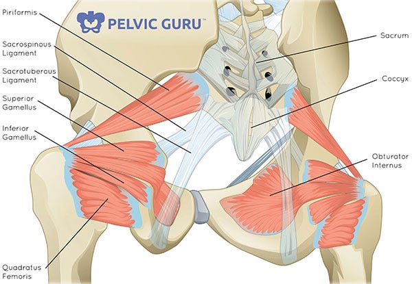What is the Pelvic Floor? - Your Pace Yoga