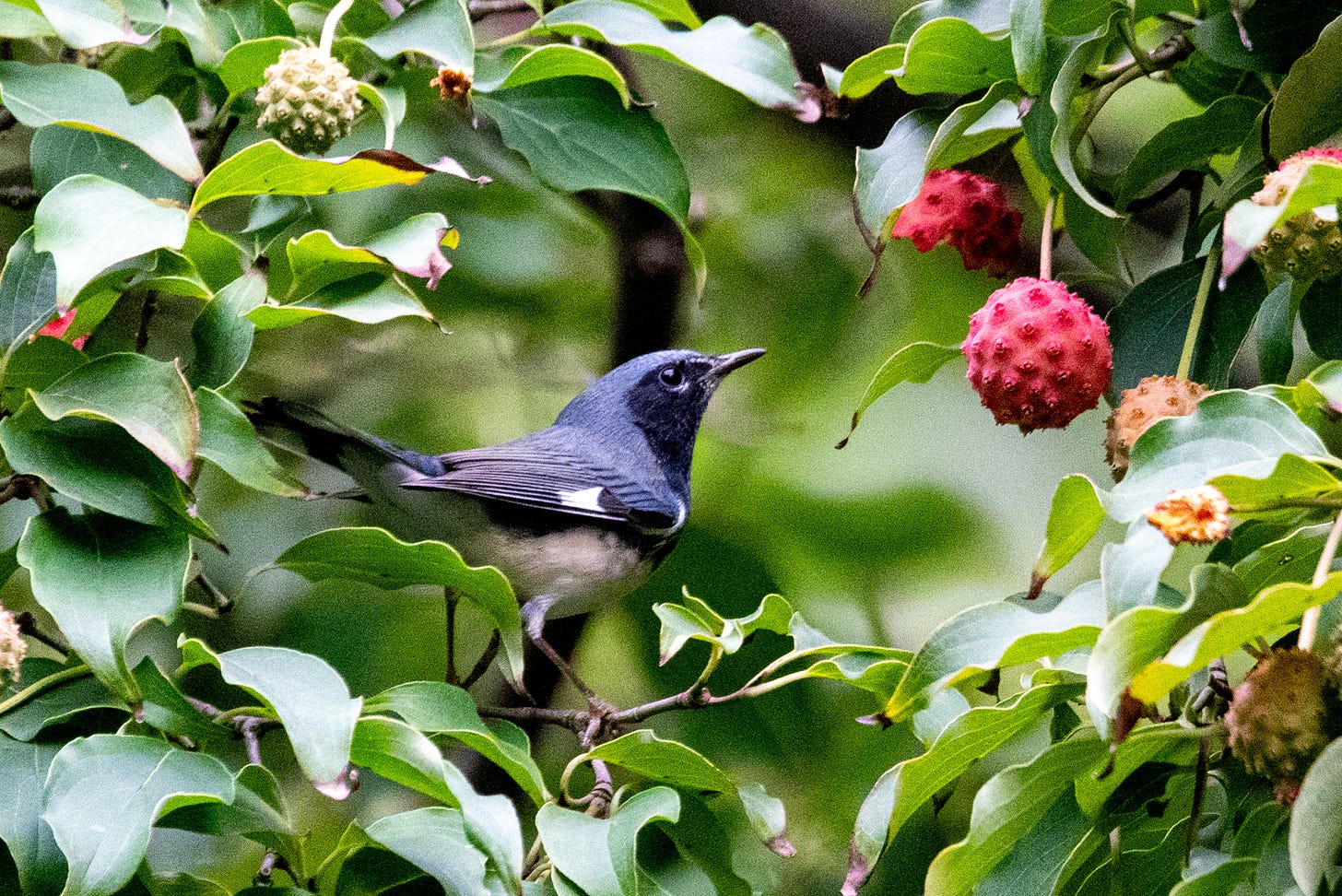 A small bird with a black facemask and a concolor slate-blue cap and back considers one of the pink, underwater-mine-shaped fruits of a kousa dogwood
