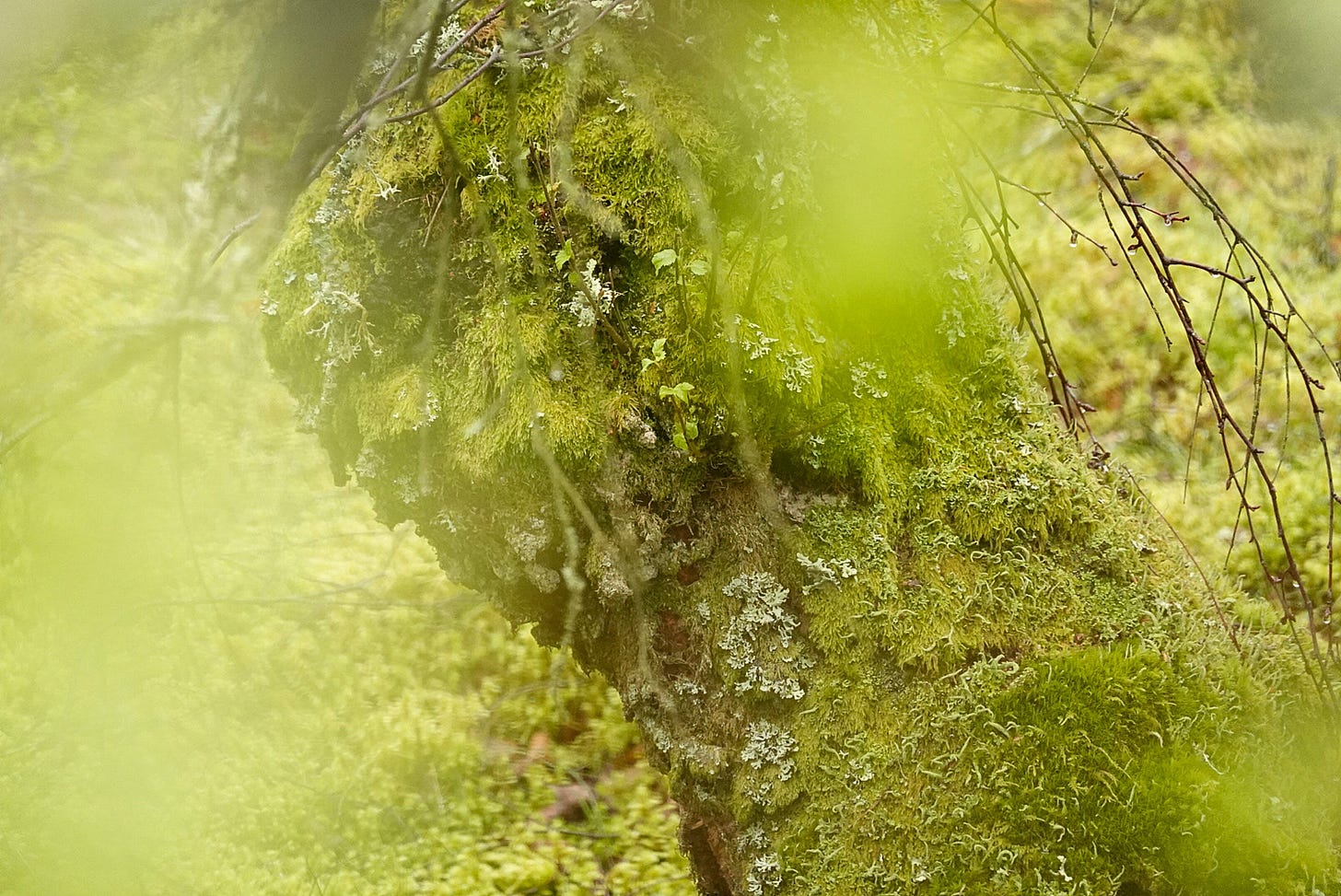 Between new leaves of green, sinuous trunks of birch (Betula pendula) drip with moss and lichen