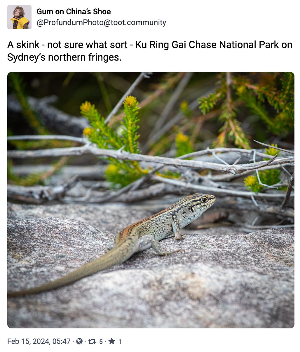 A skink - not sure what sort - Ku Ring Gai Chase National Park on Sydney’s northern fringes.