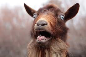 the sheep and the goats in Matthew 25 ...