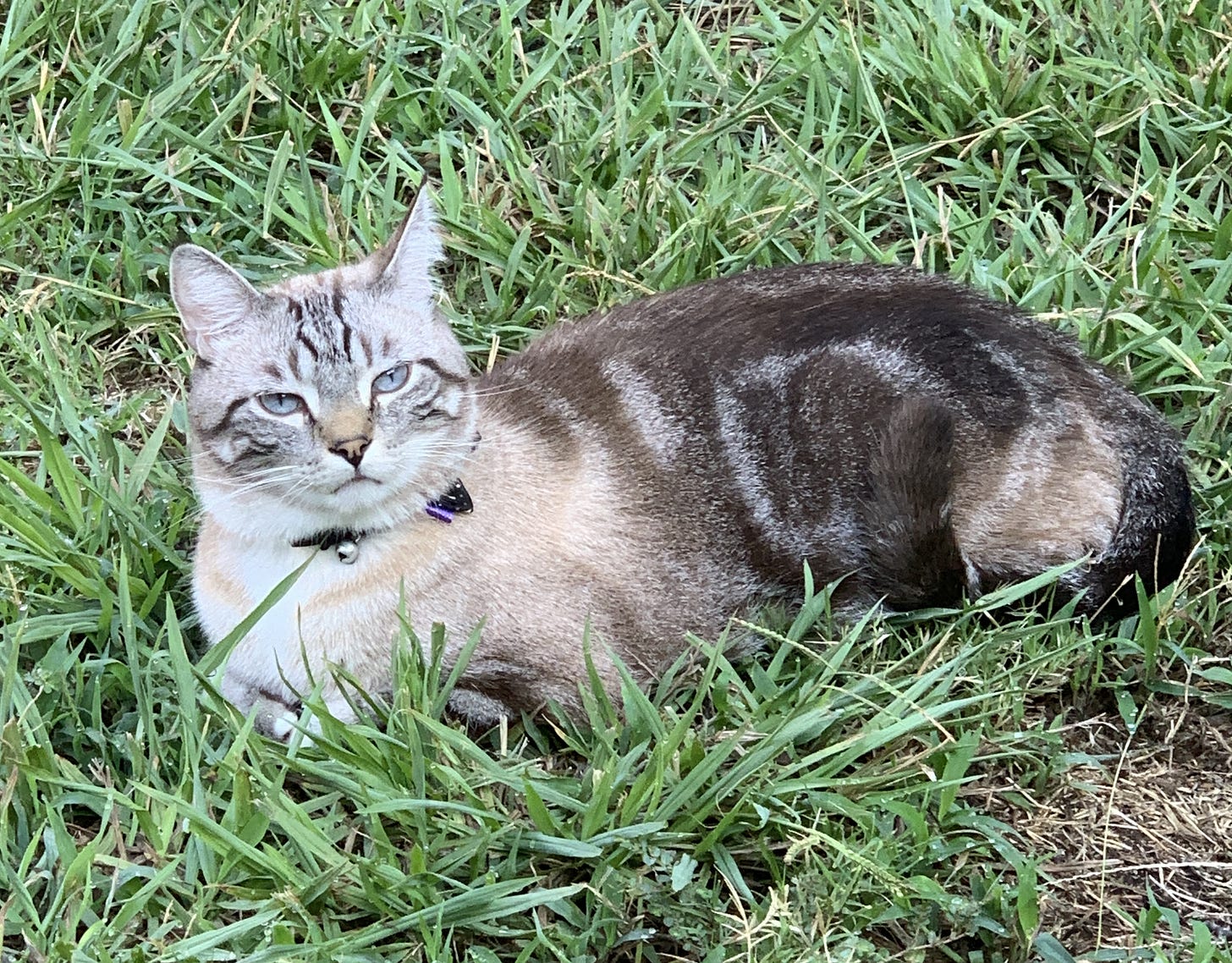 Parker, a cat with light grey fur and darker fur on his back, tail, and legs, relaxes in the grass. He has dark stripes on his head and striking light blue eyes. His collar with a bell is visible as he rests peacefully outdoors.