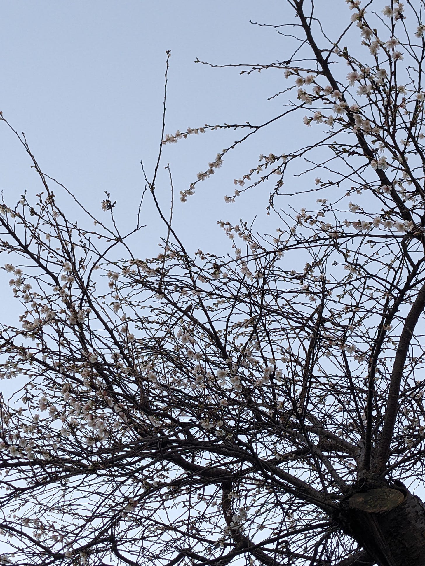 A tree in pale blossom against a blue-gray sky