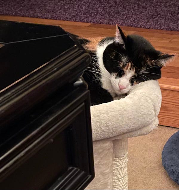 My cat Trifle sleeping next to my desk