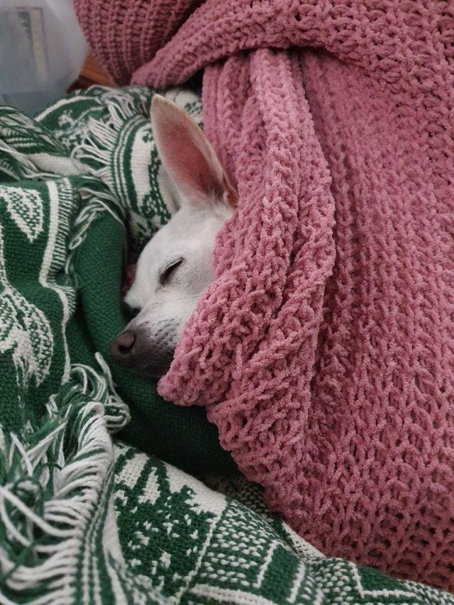 Here's Chole again (she's called that bc they misspelled Chloe on her dog license), this time wrapped up in her favorite spot inside my mom's cardigan, with just her sleepy face peeking out, like a lil worm inside a cocoon. 