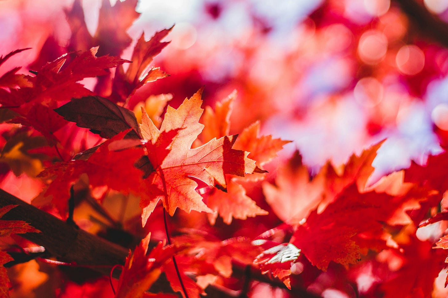 closeup photography of red leaf plant closeup photography of red leaf plant