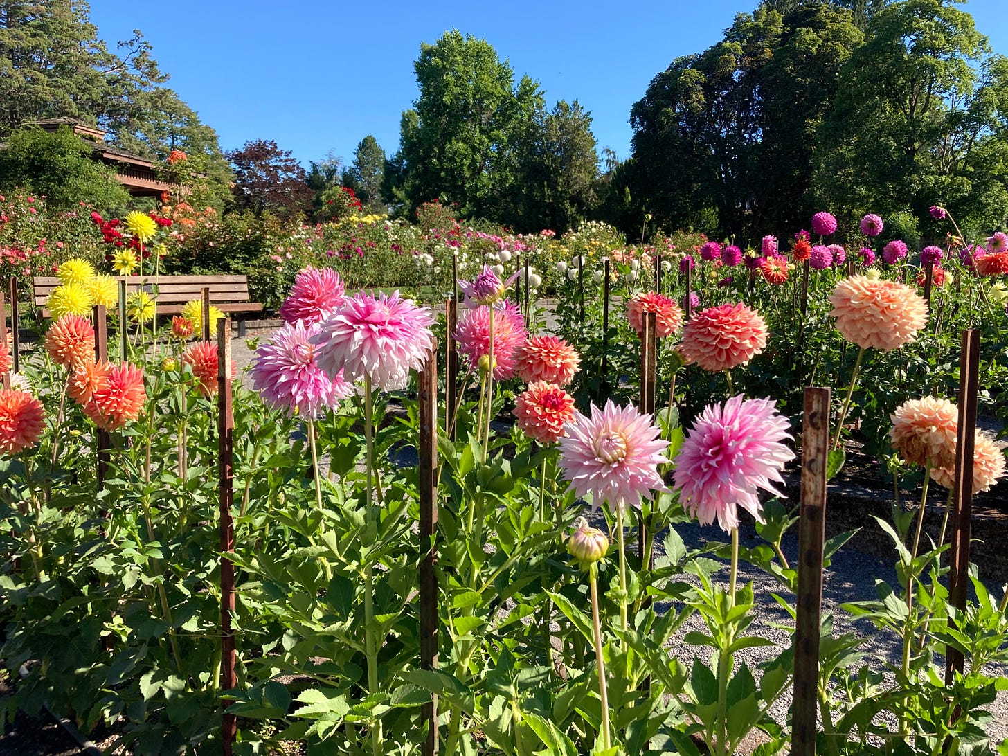 Photo of dahlias in bloom