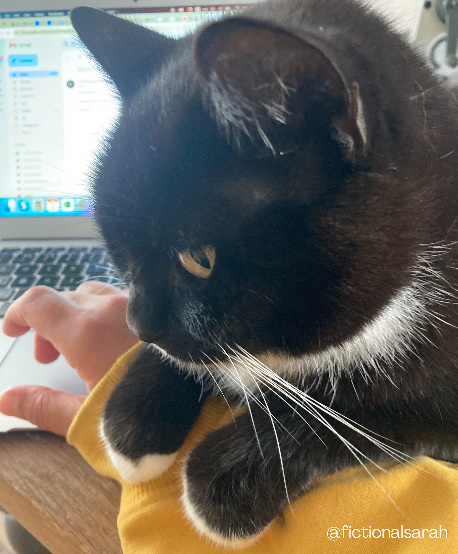 Willow the black and white cat clutching on to my arm with a look of utter desperation, her tiny floofy white paws curled around the sleeve of my yellow hoodie