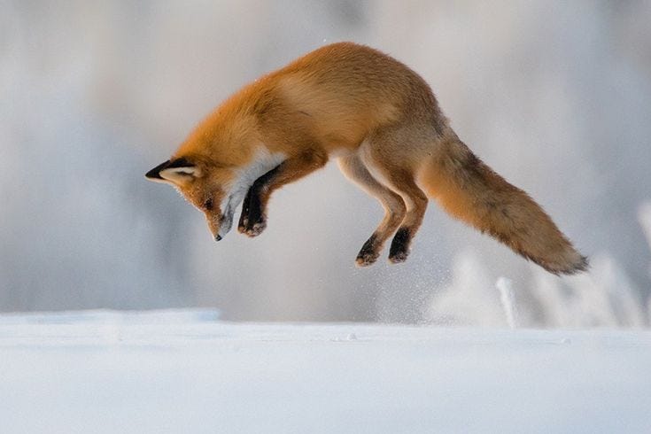 This may contain: a red fox jumping in the air over snow