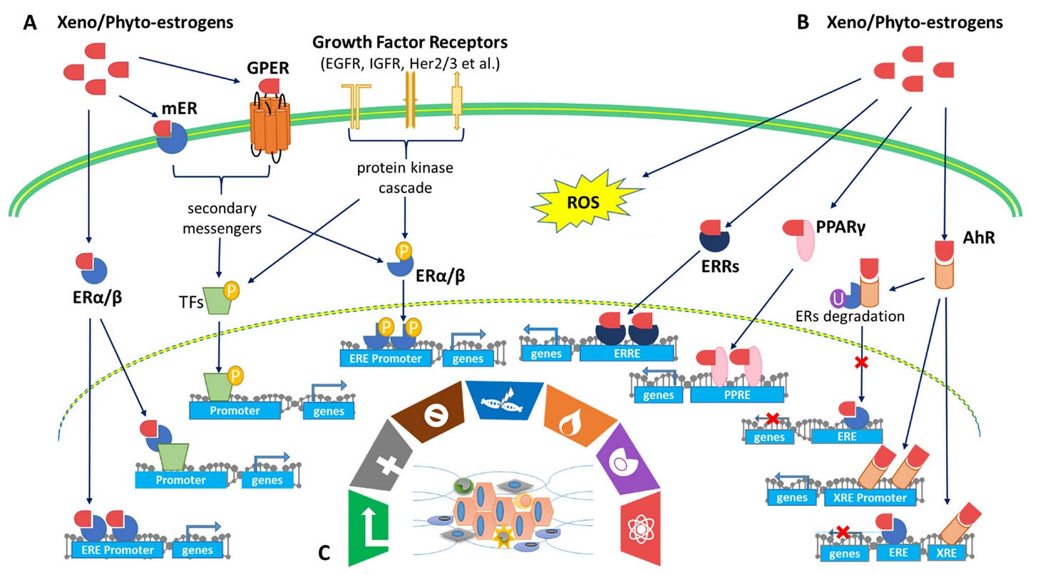 Exploring the Biological Activity and Mechanism of Xenoestrogens and  Phytoestrogens in Cancers: Emerging Methods and Concepts