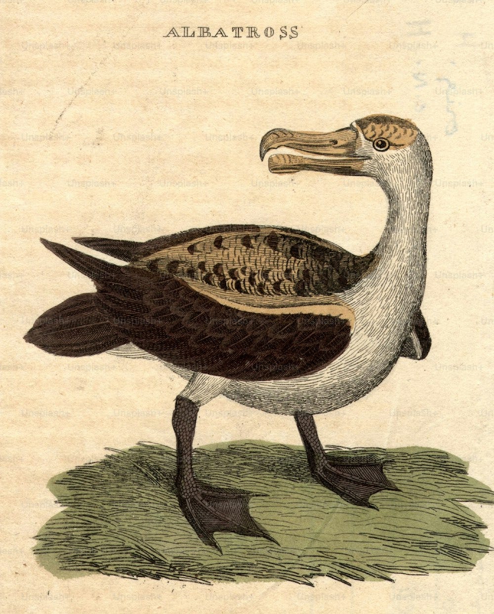 circa 1800:  An Albatross, a large-winged sea bird capable of long flights.  (Photo by Hulton Archive/Getty Images)
