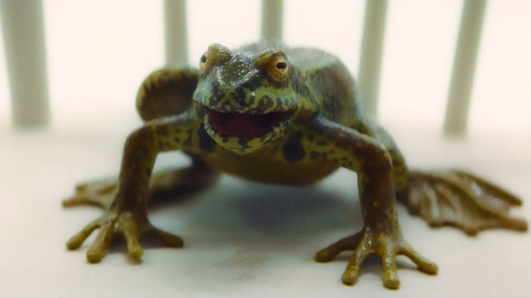 This image shows a green frog sitting on a white, wooden chair surrounded by bright light at the climax of "It Takes You Away" (Doctor Who Series 11's ninth episode). This image shows a green frog sitting on a white, wooden chair surrounded by bright light at the climax of "It Takes You Away" (Doctor Who Series 11's ninth episode).