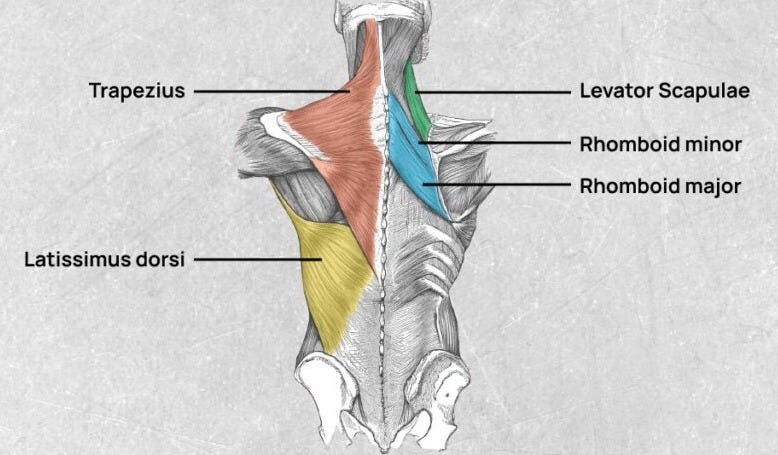 2 Minute Back Warm-Up Exercises to Crank Up the Muscle Heat - AQF Sports  Official Blog