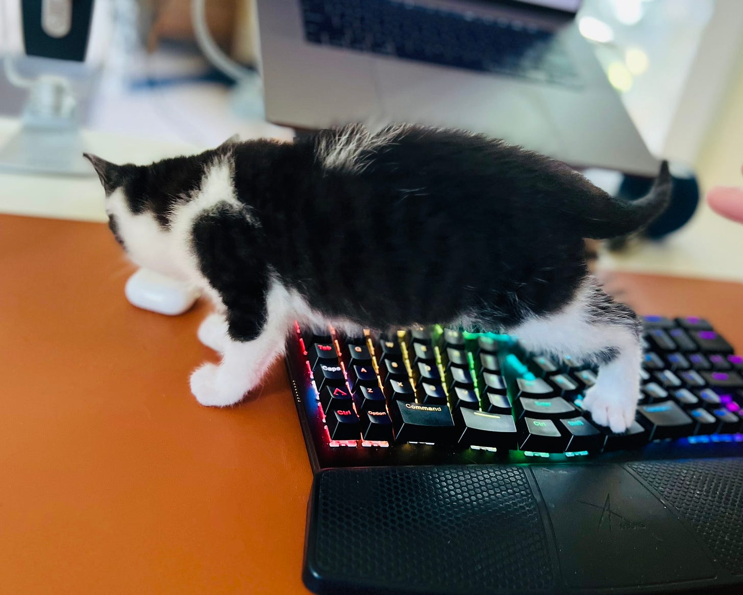 A black and white kitten walking on a keyboard.
