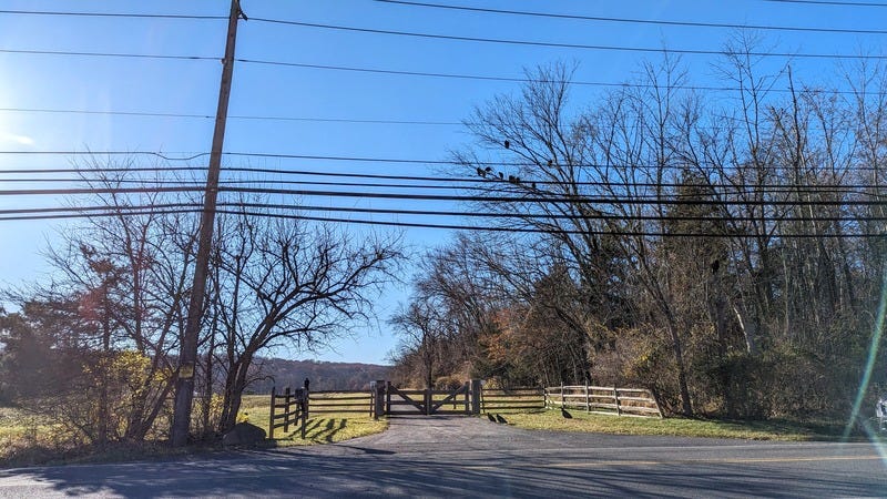 Photo of power lines, trees, and a fence, with about 20 vultures sitting and hanging out