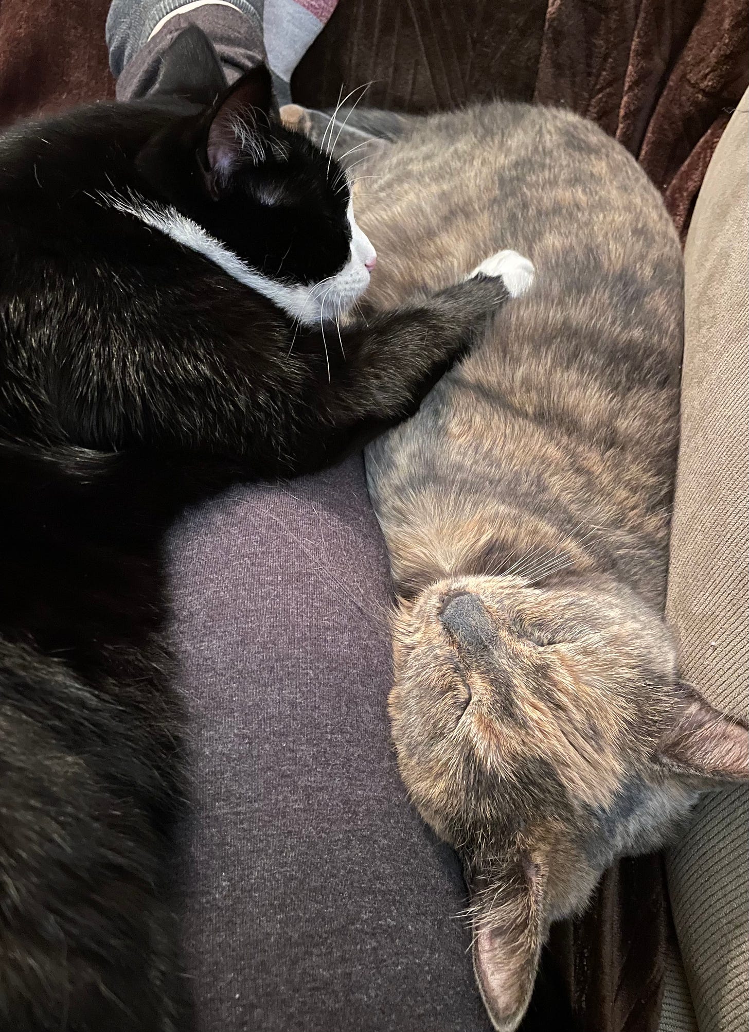 Center: a person’s leg, in dark gray leggings. Right: a dilute tortoiseshell cat is lying on her side, snuggled up against her person. Left: a tuxedo cat sprawled across the person’s leg, with a paw extended onto his sister’s torso.