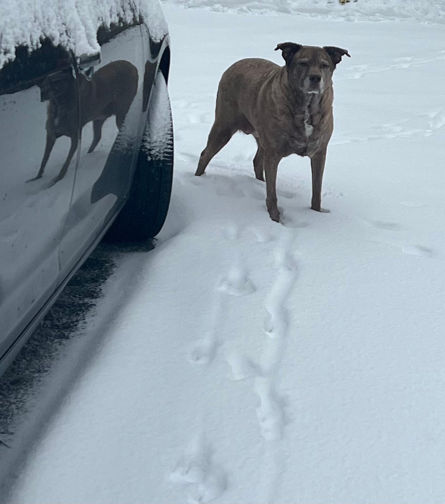 Demian's brindle pittie mix standing in the snow with an inquisitive look on her face 