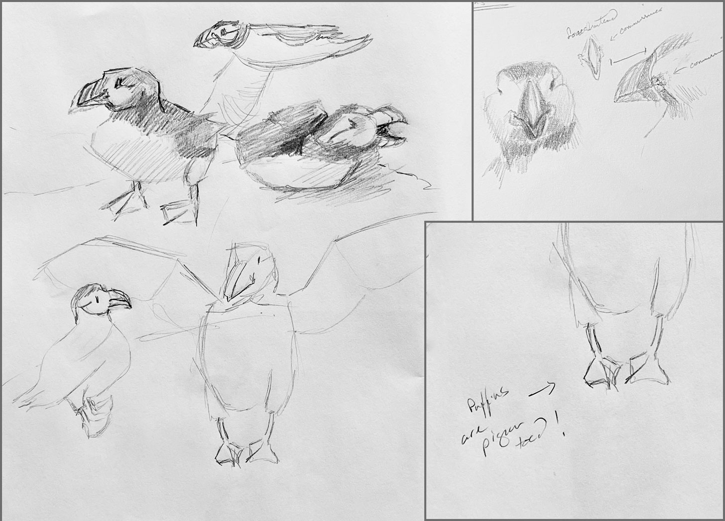 Sketches of Atlantic Puffin