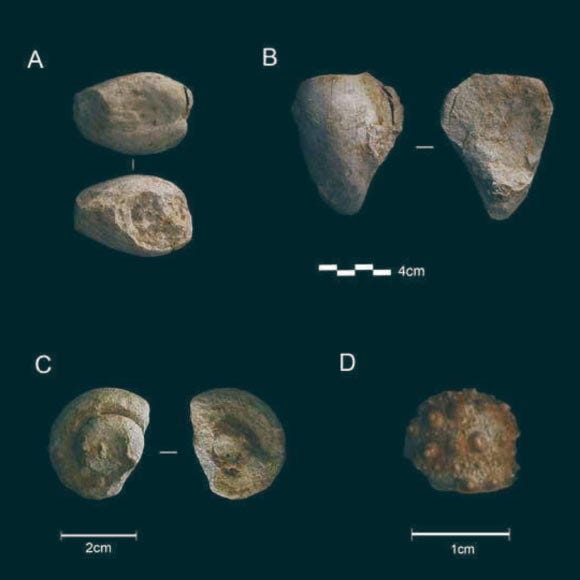 Marine fossils from Prado Vargas Cave, Spain. Image credit: Ruiz et al., doi: 10.3390/quat7040049.
